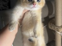 British shorthair ny12 safkan erkek
