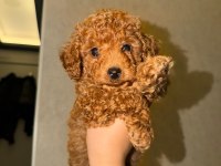 2 AYLIK TOY POODLE ERKEK SON YAVRU