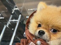 7 aylık aşıları tam kimlikli pomeranian