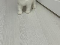 2 aylık british shorthair
