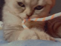 Tuvalet eğitimli scottish fold yavrumuz yeni yuvasını arıyor