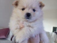 Yavru pomeranian