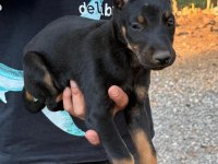 Sağlık Ve Irk Garantili Doberman Yavrularımız 