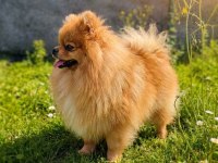TEDDY BEAR MÜKEMMEL ANATOMİ POMERANİAN BOO