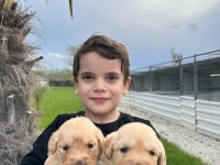 Golden retriever yavrular