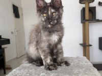 Maine Coon dişi black tortie pet şecereli