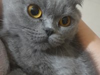 Dişi scottish fold