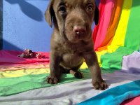 ÜRETİCİDEN A PLUS KALİTE LABRADOR YAVRULAR