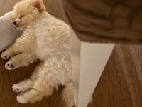 Pomeranian boo köpeğimiz