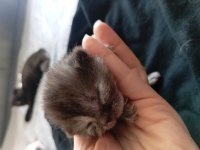 Tek Yavru Kaldı Çikolata Lilak Scottish Fold