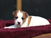 FCI (KIF) ŞECERELİ KISA TÜY JACK RUSSELL YAVRULARIMIZ
