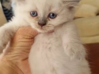 Safkan Erkek British Shorthair Yavrular