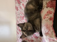 British longhair kedime yuva arıyorum