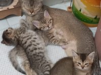 British british longhair yavrular