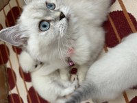 Maviş kızım 9 Aylık british longhair