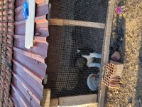 Erkek akita köpeği
