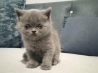 Kaliteli british shorthair sağlıklı yavrular