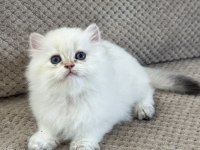 BRITISH LONGHAIR YAVRUMUZ