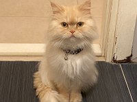 Tarçın’ımıza Yuva Arıyoruz Chinchilla