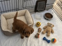 Maltipoo Mia Yeni Yuvasını Arıyor