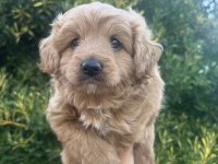 MİNİ DOODLE YAVRU AİLESİNİ BEKLİYOR