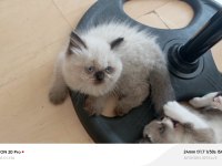 Mavi gözlü dişi british longhair