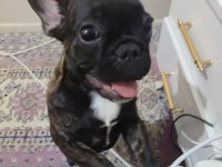 Tiger French Bulldog Yavruları