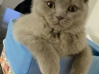 British shorthair oğlumuz yeni ailesini arıyor