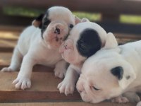Pamuk Gibi Beyaz French Bulldog Yavrularımız