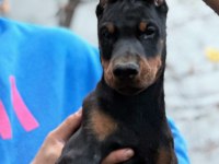 Safkan Fci Şecereli Doberman Yavrularımız