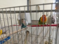 Cennet Papağanı Çift