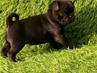 HARİKA ANOTOMİ PUG KÖPEĞİ