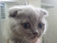 British shorthair yavru