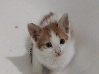 VETERİNER HEKİMDEN SOKAKTAN KURTARILMIŞ YAVRU KEDİMİZ