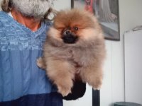 Orijinal Pomeranian Boo