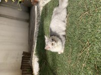 British longhaır