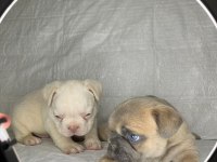 TÜRKİYENİN EN İYİ FRENCH BULLDOG YAVRULARINDAN