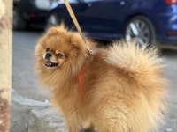 2 Yaşında Pomeranian Boo