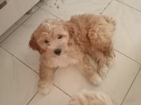 CİCİ KIZLAR MALTİPOO