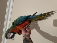 8 aylık hibrit Macaw papağanımız