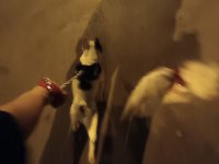 Yavrumuz A kalite french bulldog (Kaslı) AİLE KÖPEĞİ