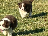border collie a kalite red dark
