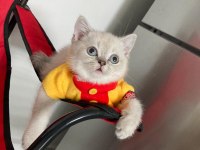 Pamuk tüylü blue point scottish fold