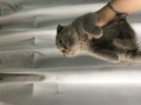 47 günlük yavru kedi