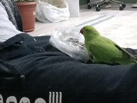 Pakistan papağanı konuşan