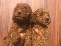 Toy Poodle Yavrularımız