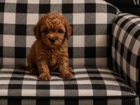 Garantili Gerçek Ev Üretimi Toy Poodle