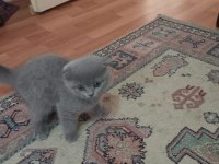 Erkek Scottish Fold
