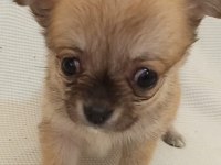Teacup Chihuahua Yavrular Mersin Tarsus