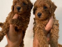 Toy Poodle Bebeğim